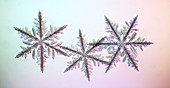 Snowflakes,light micrograph