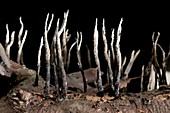 Candlesnuff fungus (Xylaria hypoxylon)