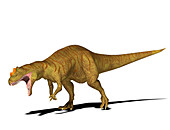 Allosaurus dinosaur,illustration