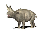 Arsinoitherium prehistoric mammal