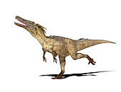 Austroraptor dinosaur,illustration