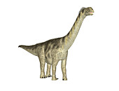 Camarasaurus dinosaur,illustration