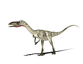 Coelophysis dinosaur,illustration