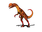 Dilophosaurus dinosaur,illustration