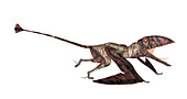 Dimorphodon pterosaur,illustration