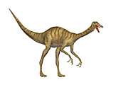 Gallimimus dinosaur,illustration