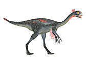 Gigantoraptor dinosaur,illustration