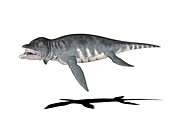 Liopleurodon dinosaur,illustration