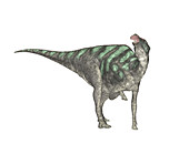 Maiasaura dinosaur,illustration