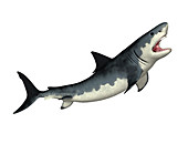 Megalodon prehistoric shark,illustration