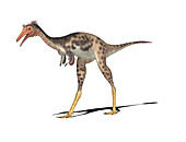 Mononykus dinosaur,illustration