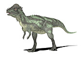 Pachycephalosaurus dinosaur,illustration