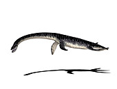 Plesiosaurus dinosaur,illustration