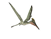 Pterodactyl pterosaur,illustration