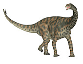 Spinophorosaurus dinosaur,illustration
