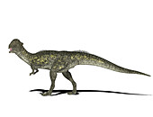 Stegoceras dinosaur,illustration