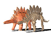 Stegosaurus dinosaur,illustration