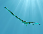 Tanystropheus prehistoric marine reptile