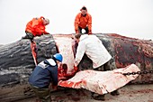 Sperm whale dissection