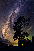 Milky Way over pine tree,La Palma