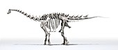 Ampelosaurus skeleton,illustration
