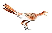 Archaeopteryx,computer illustration