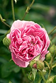 Rose (Rosa 'Harlow Carr' ) flower