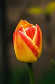 Tulipa 'Martinair' flower