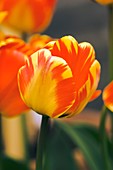 Tulipa 'Banja Luka' flower