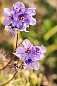 Polemonium yezoense var. hidakanum