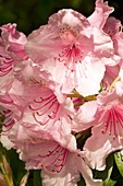 Rhododendron 'Pink Pearl' flowers