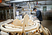 Sperm whale skeleton preparation