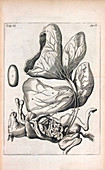 Foetal foal anatomy,17th century