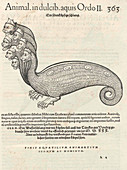 Hydra from Historiae Animalium (1558)