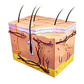 Skin section,illustration