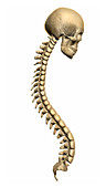 Spine and skull,illustration