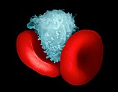 Blood cells,SEM