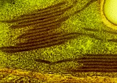 Chloroplast thylakoids,TEM