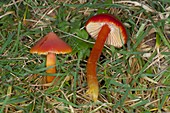 Red Waxcap fungi