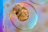 Galba truncatula egg with embryo