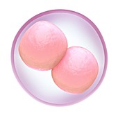 Fertilised egg cell dividing