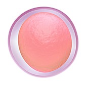 Human egg cell,illustration