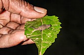 The world's smallest chameleon