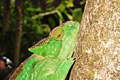 Globe-horned Chameleon