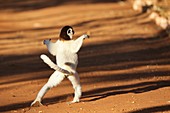 Verreaux's Sifaka (Propithecus verreauxi)