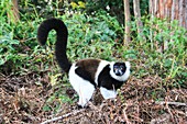 Sifaka close up