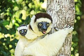 Verreaux's Sifaka (Propithecus verreauxi)