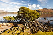 Scots Pine on lake shore