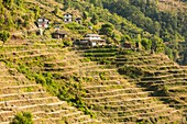 Subsistence farming,Nepal