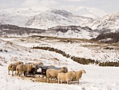 Sheep brave the extreme weather